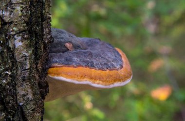 Mantar Polyporus Squamosus, ağaçta yetişiyor. Parazit mantarı ölü tahtada.