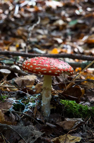 Röd Svamppall Skogen Psykoaktiv Svamp Med Hallucinogena Effekter — Stockfoto