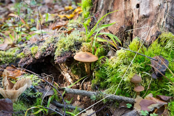 Los Hongos Crecen Bosque Champiñón Marrón Musgo Encontré Hongos Debajo —  Fotos de Stock