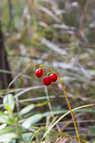 Macro Lily Valley Convallaria Majalis Tree Red Berries Single Branch — Stock Photo, Image