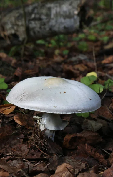 Cogumelo Amanita Virosa Venenoso Que Cresce Floresta Musgosa Dangerous Toadstool — Fotografia de Stock