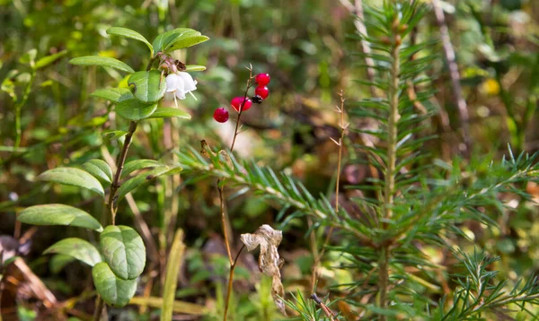 Макро Лилии васильковой, Convallaria majalis, красные ягоды на одной ветке на фоне зеленого леса осенью. — стоковое фото