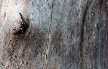 Ağaç kabuğu doğal arka plan olarak kullanılır. Ladin dokusu