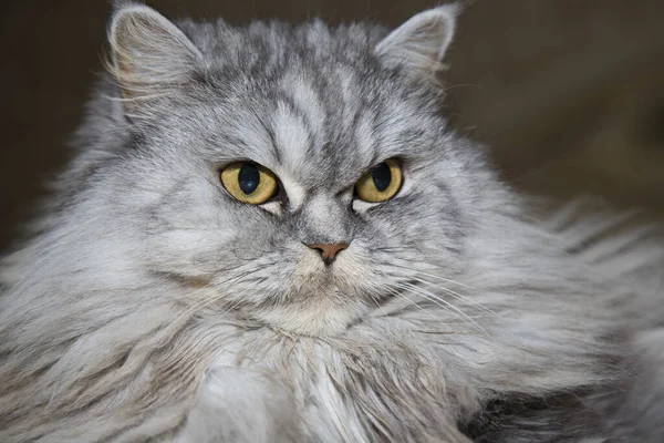 Gris, kawaii, lindo, esponjoso Scottish Highland Straight Longhair Cat con grandes ojos naranjas y bigote largo en la cama en casa. — Foto de Stock