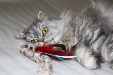 Gri, kawaii, şirin, tüylü İskoç İskoç Uzun saçlı Büyük turuncu gözlü ve evde yatağında uzun bıyıklı kedi.