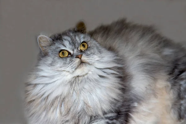 Gray, Kawaii, χαριτωμένο, αφράτο Scottish Highland Straight Longhair Cat με μεγάλα πορτοκαλί μάτια και μακρύ μουστάκι στο κρεβάτι στο σπίτι. — Φωτογραφία Αρχείου