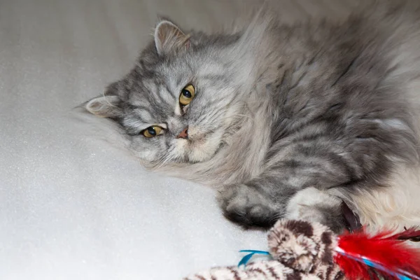 Siwy, kawaii, słodkie, puszyste szkockie Highland proste Longhair Kot z dużymi pomarańczowymi oczami i długimi wąsami w łóżku w domu. — Zdjęcie stockowe