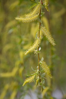 Suyun kıyısında yansımalı bir söğüt. Baharın başlarında söğüt çiçeği. Sarı pudingler ve sen dallarda. Kıştan sonra doğanın uyanışı.
