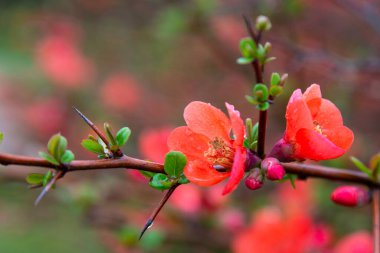 Japon aygırı Chaenomeles Japonica çiçek açıyor. Su damlacıklarının altındaki çalılığın dalındaki kırmızı çiçekler. Bahar, hayatın doğuşu.