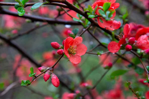 Японский Айва Chaenomeles Japonica Цветет Красные Цветы Ветке Буша Каплями — стоковое фото