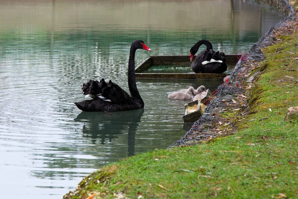 Black swans with their offspring swim on the lake. Small gray children of black swans with their parents. Family