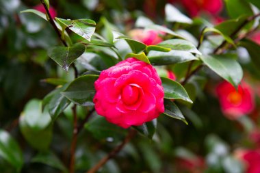 Kırmızı bir Kamelya Özgürlük Çanı 'nın yakın çekimi yeşil yapraklı Japon Kamelyası kırmızı bir Kamelya Çiçeği manzaralı..