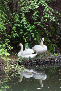 Göl kıyısında iki beyaz kuğu. Sudaki yansıma. Evli bir çift kuğu..