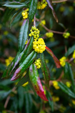 Yeşil dallı sarı çiçekler ve yağmur damlaları. Baharın başlarında.