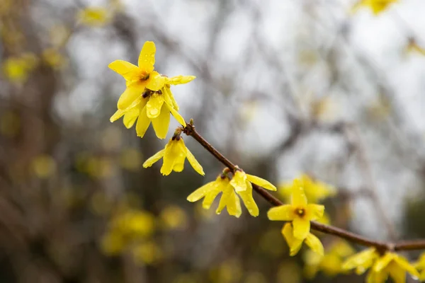 Flores Amarillas Una Rama Verde Con Gotas Lluvia Primavera Temprana — Foto de Stock