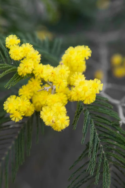 Branch of mimosa tree with flowers. Yellow Mimosa flowers in spring in March.