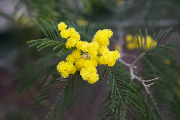 Ramură Copac Mimosa Flori Flori Galbene Mimosa Primăvara Martie — Fotografie, imagine de stoc