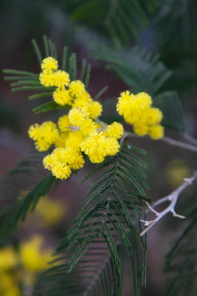 Branch Mimosa Tree Flowers Yellow Mimosa Flowers Spring March — Stock Photo, Image