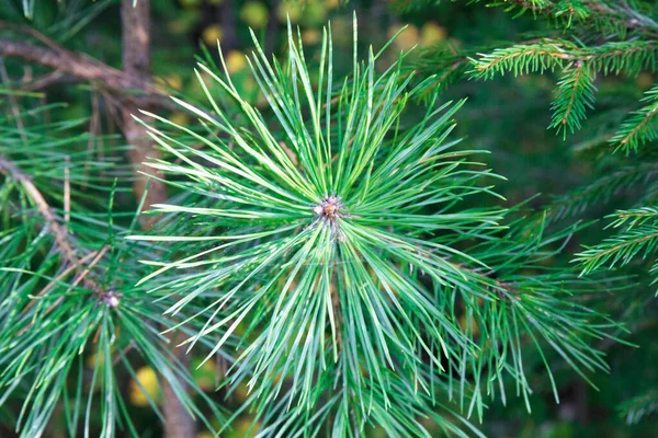 Closeup Photo Green Needle Pine Tree Right Side Picture Small — Stock Photo, Image