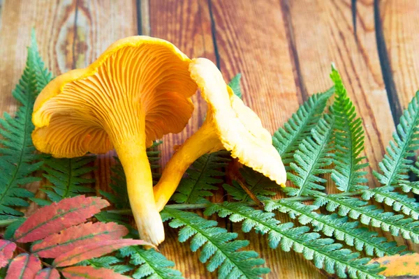 Champiñones Chanterelle Champiñones Cantarelas Salvajes Crudos Sobre Fondo Rústico Cerca — Foto de Stock