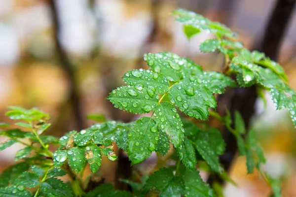 Mladé Zelené Listy Větvi Dešti Rozmazaném Pozadí Sezóny Jaro — Stock fotografie