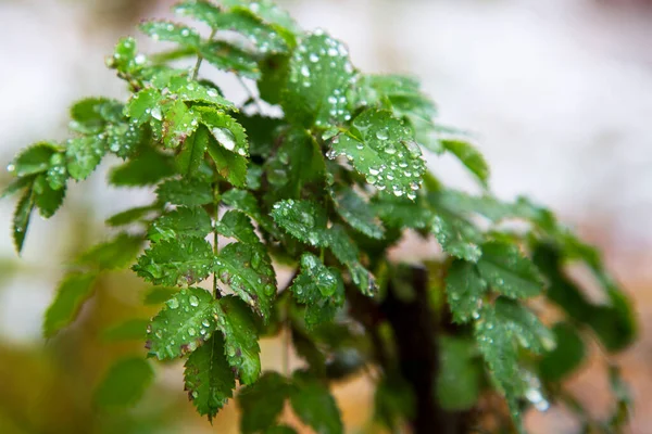 Young green leaves on a branch after rain on a blurry background. Seasons, spring.