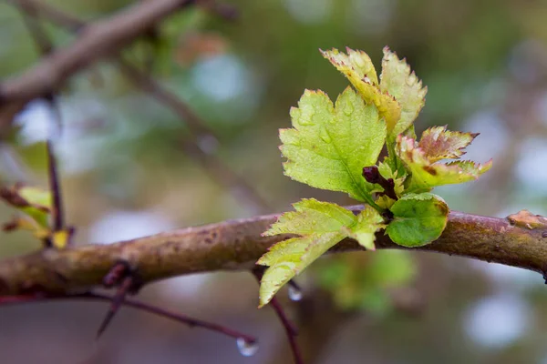 Young green leaves on a branch after rain on a blurry background. Seasons, spring.