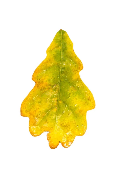 Autumn Yellow Oak Leaf Raindrops Isolate White Background Botany — Stock Photo, Image