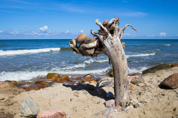 Uma Velha Árvore Margem Mar Azul Pedras Madeira Mar Céu — Fotografia de Stock