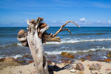 Mavi denizin kıyısında yaşlı bir ağaç. Taşlar, odun, deniz ve gökyüzü. Güzel deniz manzarası Taş dağıtma zamanı, taş toplama zamanı