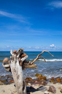 Mavi denizin kıyısında yaşlı bir ağaç. Taşlar, odun, deniz ve gökyüzü. Güzel deniz manzarası Taş dağıtma zamanı, taş toplama zamanı