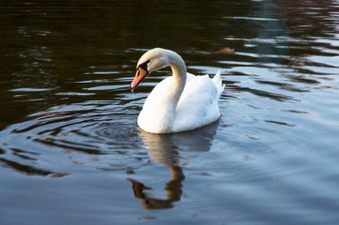 Kristal berraklığında güzel bir kuğu Derin mavi nehir yansıması