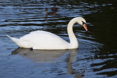 Kristal berraklığında güzel bir kuğu Derin mavi nehir yansıması