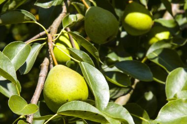 Ağaçtaki armutlar. Olgun yeşil armutlar dalda