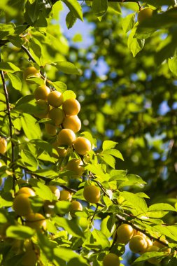 Ağaçtan sarkan kiraz eriği. Sarı erik.