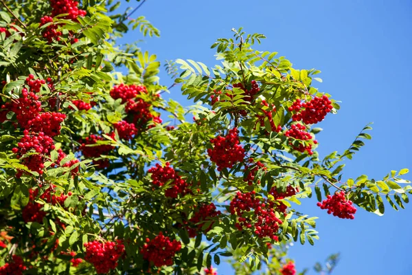 Színes vörösáfonya gyümölcsök az evezős fán. Kék ég a háttérben. — Stock Fotó