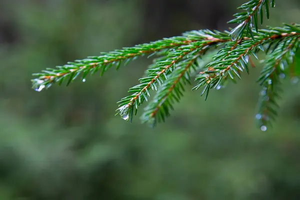 Spar Boom Regen Een Felgroene Dennenboom Groene Naalden Takken Met — Stockfoto