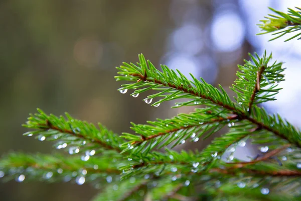 Spruce tree after the rain. A bright evergreen pine tree green needles branches with rain drops. Fir-tree with dew, conifer, spruce close up, blurred background.