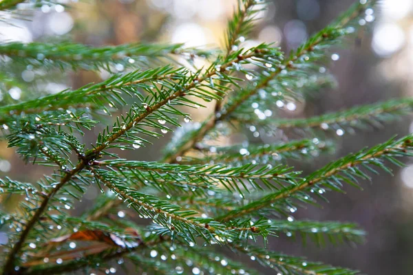 Spruce tree after the rain. A bright evergreen pine tree green needles branches with rain drops. Fir-tree with dew, conifer, spruce close up, blurred background.