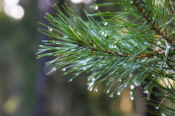 Closeup of green pine tree branches after rain in forest. Spruce tree after the rain. A bright evergreen pine tree green needles branches with rain drops. Fir-tree with dew, conifer, spruce close up, blurred background. Autumn forest