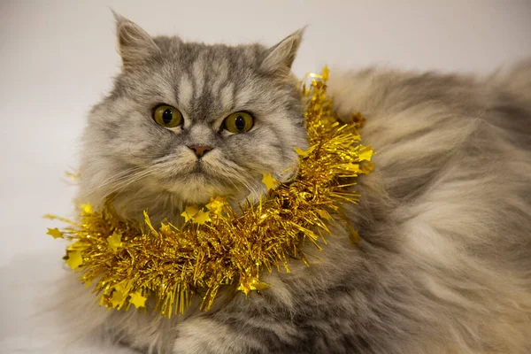 Beautiful Fluffy Scottish Cat Lies Golden Christmas Decoration White Background — Φωτογραφία Αρχείου