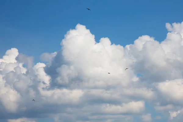 새들은 하늘을 다닙니다 구름이 — 스톡 사진