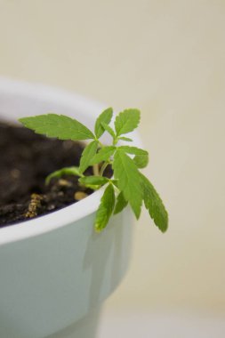 Kenevir tohumlarından oluşan küçük bir gezegen. Kapalı bir marihuanada tarım. Güneşte tohum ekiyorum, Macro. Bitkisel kenevirin sahnesi. Pencere kenarındaki tencerede biraz marihuana. Ev bahçesi