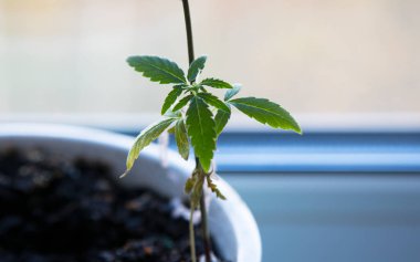 Kenevir tohumlarından oluşan küçük bir gezegen. Kapalı bir marihuanada tarım. Güneşte tohum ekiyorum, Macro. Bitkisel kenevirin sahnesi. Pencere kenarındaki tencerede biraz marihuana. Ev bahçesi