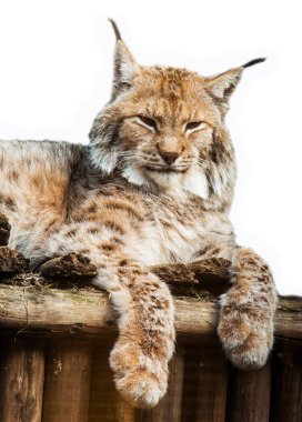 Avrasyalı vaşak Lynx Lynx tahta bir yatakta yatıyor. Bir vaşağın kulaklarında püsküller. Hayvanat bahçesindeki hayvan