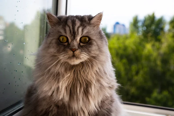 Ağlayan Tüylü Safkan Kedi Üzüntü Hayal Kırıklığı Hayvandaki Umutsuzluk Kavram — Stok fotoğraf