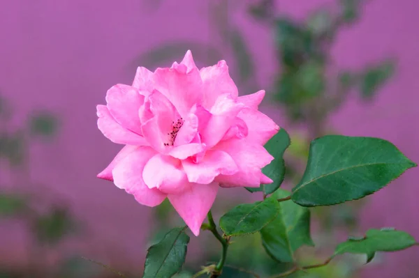 Rosa Flor Rosa Color Una Flor Jardín Sobre Bush Sobre —  Fotos de Stock