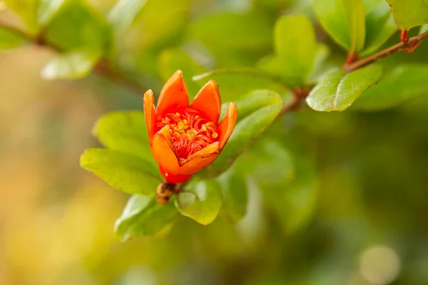 Blooming pomegranate flower Orange flowers on the pomegranate tree spring — Stock Image Blooming Pomegranate Flower Orange Flowers Pomegranate Tree Spring Stock Photo