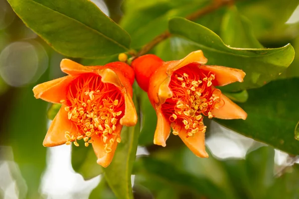 Blooming pomegranate flower Orange flowers on the pomegranate tree spring — Stock Image Blooming Pomegranate Flower Orange Flowers Pomegranate Tree Spring Stock Picture
