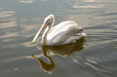 Büyük beyaz ya da doğu beyaz pelikan, pelikan veya beyaz pelikan, pelikan familyasından bir kuş türü. Güneydoğu Avrupa 'dan Asya' ya ve Afrika 'da bataklıklar ve sığ göllerde ürer..